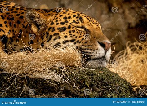 Sleeping Leopard on a Stone Cliff Resting in Peace Stock Image - Image ...