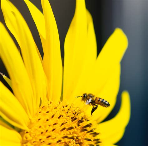 Honey Bee Perched on Sunflower Macro Photography · Free Stock Photo