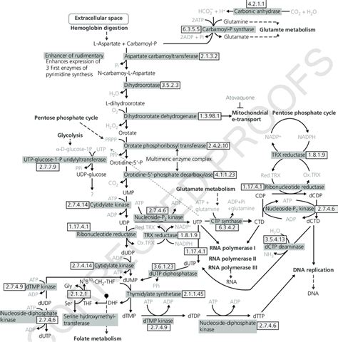 23 Pyrimidine biosynthesis. Pyrimidine nucleoside synthesis is... | Download Scientific Diagram