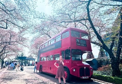 Cherry blossoms in Daegu, where to find them in spring?