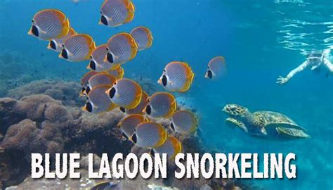 BLUE LAGOON SNORKELING - Bali Custom Tour || BOOK HERE