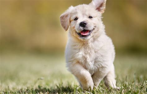 Beautiful Dog Puppy 4K Wallpaper | HD Wallpapers