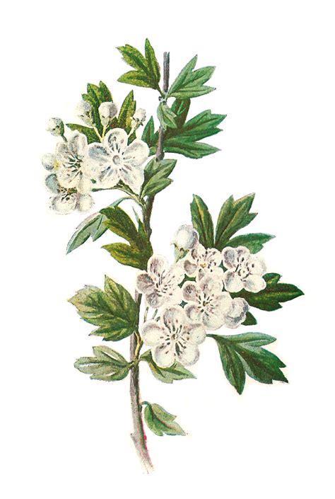 Antique Images: Digital Wildflower Hawthorn Clip Art Botanical ...