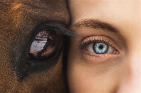 Closeup of human eye and horse eye Free stock photos in jpg format for ...