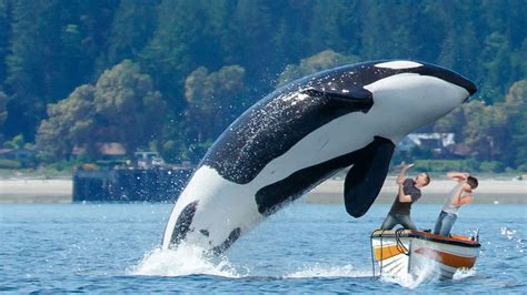 Orcas Attacking Boats Are Escalating Things – The News Beyond Detroit