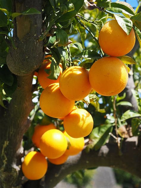 HD wallpaper: high-angle photography of tree with orange fruits, oranges, log | Wallpaper Flare