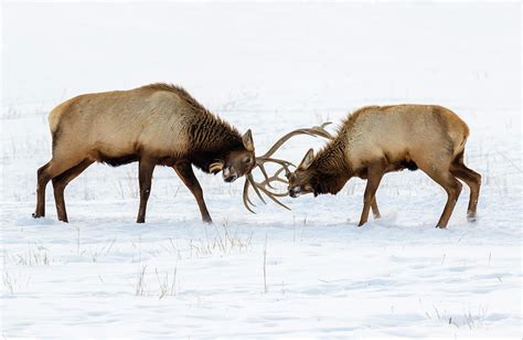 Male Elk Cervus Canadensis Fighting #2 Photograph by Ivan Kuzmin - Pixels