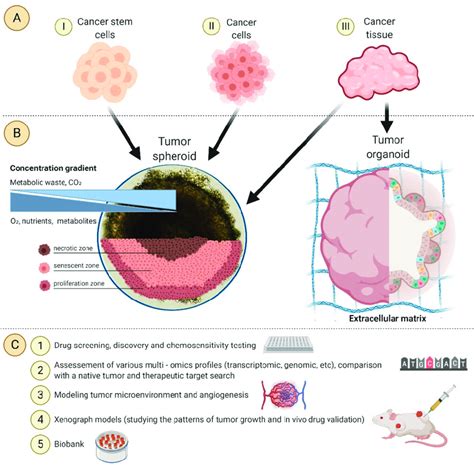 Spheroids Vs. Organoids, How do you choose? – faCellitate