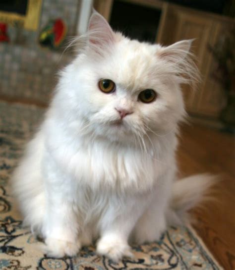 Persian cat - Wikipedia