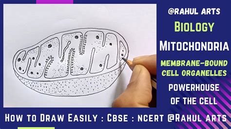 How to Draw Mitochondria