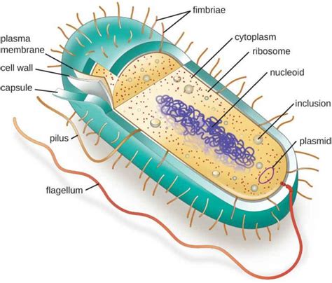 Bacterial Cell Structure and Function - Pharmapproach.com