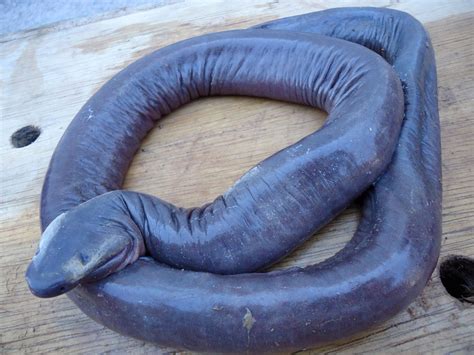 Caecilian. Amphibian. | Amphibians, Snake, Reptiles and amphibians