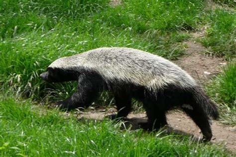 Honey Badger Facts, Pictures, Video & Information from Active Wild