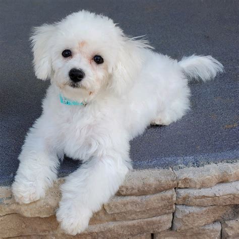 Bichon Frise Puppies For Sale | Easley, SC #319665