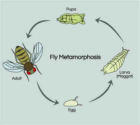 Fruit Fly Life Cycle Stages