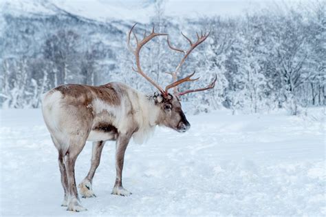 Meeting the Reindeer Herders of Lapland | Travel Blog