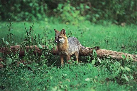 Kit fox | mammal | Britannica