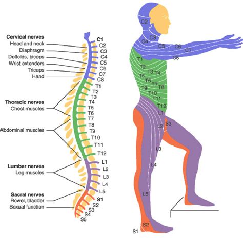 Spinal Cord Injury Levels | Bone and Spine