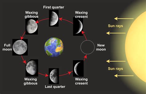 Moon Phases Diagram Space Astronomy Pictures Photos Information