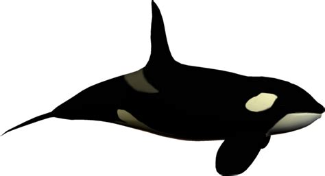 Orca clipart clip art, Orca clip art Transparent FREE for download on WebStockReview 2024