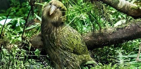 20 Little Known Facts About the Rare Kakapo | The Fact Site