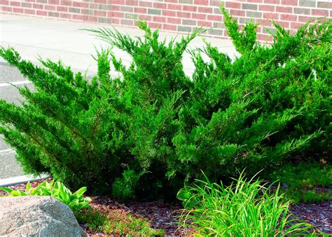 Buy Juniperus chinensis 'Sea Green'Chinese Juniper | Conifer Kingdom