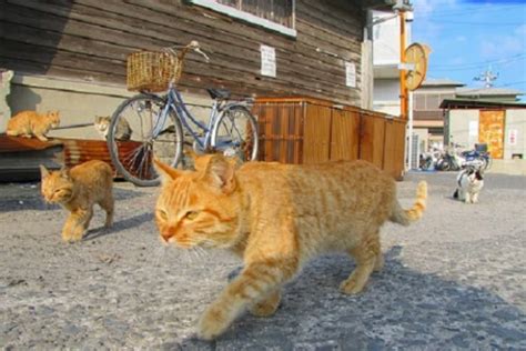 The 11 Cat Islands of Japan | All About Japan