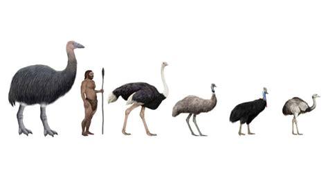 What is the Largest Extinct Bird? - A-Z Animals