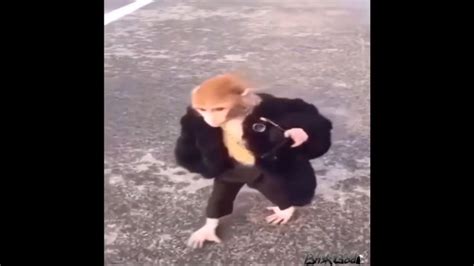 Monkey got swag | Fur slides, Swag, Funny