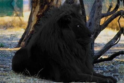 Rare Black Lion | Black lion, Melanistic lion, Animals