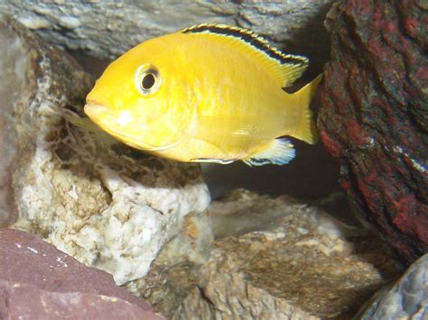 Mbuna Pics | Cichlid Fish Forum