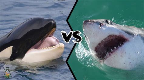 Bull Shark Vs Whale