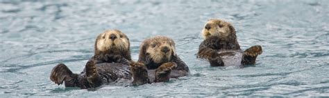 Sea Otter, Walrus, Otters, Conservation, Animals, Blog, Animales, Otter ...