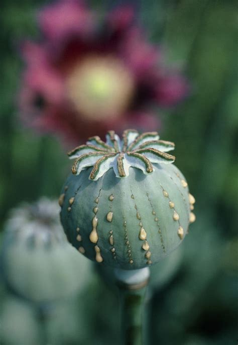 Collecting Opium From Poppy Seed Capsule Photograph by Dr Jeremy Burgess. - Fine Art America