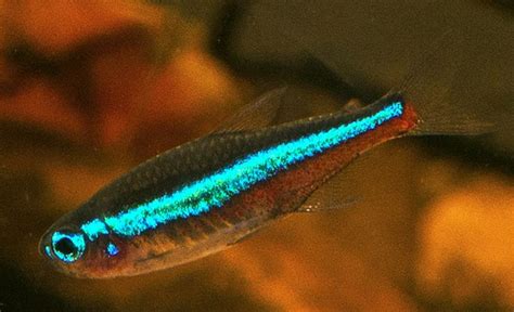 Green Neon Tetra (Paracheirodon simulans) | Tropical Fish Keeping