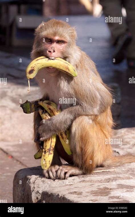 Monkey kills Bananas, Funny Stock Photo - Alamy