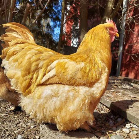 Cochin Chicken: Eggs, Height, Size and Raising Tips