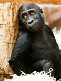 480 Gorilla screensaver ideas | gorilla, animals wild, primates