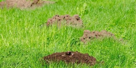 The Top Three Mole Traps - Pest Control Products - EatHappyProject