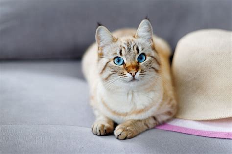 Lynx Point Siamese: Cat Breed Overview, Care Guide & More