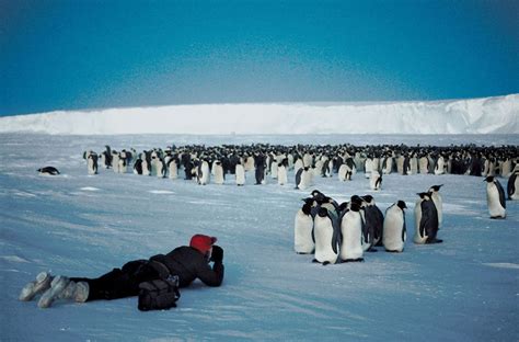 Emperor penguin | Characteristics, Height, Habitat, Diet, & Facts | Britannica