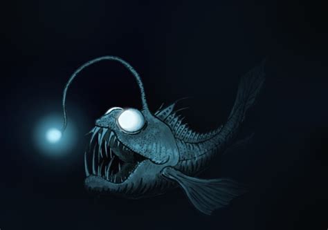 10 Facts about Anglerfish | Fact File