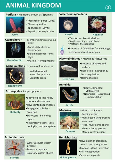 Phylum hemichordata characteristics classification examples – Artofit