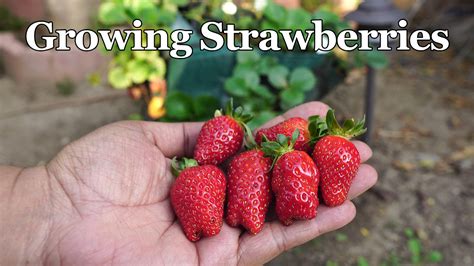 How to Grow Strawberries in Strawberry Grow Bags