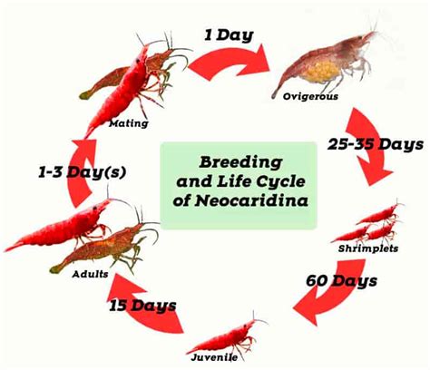 Breeding and Life Cycle of Red Cherry shrimp - Shrimp and Snail Breeder