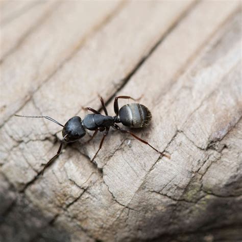 How to Identify Different Types of Ants | The Family Handyman