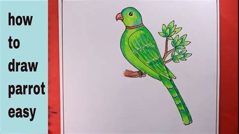 Parrot Drawing For Kids Step By Step