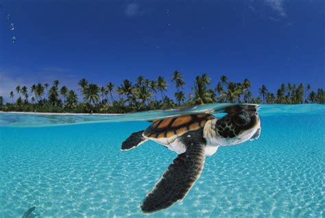 Baby Sea Turtle Wallpapers - Wallpaper Cave