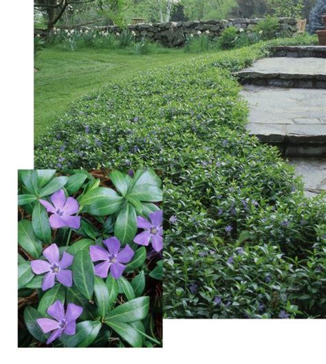 Vinca Minor – Peekskill Nurseries