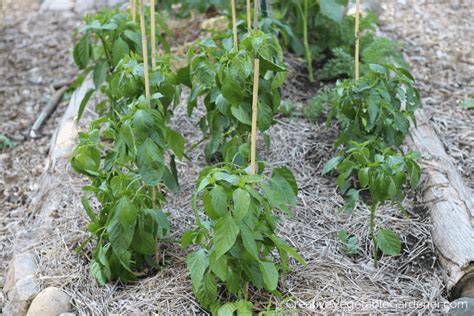 Creative Vegetable Gardener:Essential Guide to Growing Sweet Peppers - Creative Vegetable Gardener